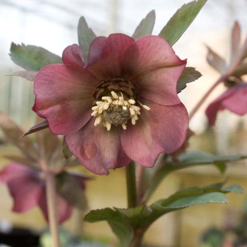 Helleborus abchasicus - Hellébore d'Abkhazie (Flowering)