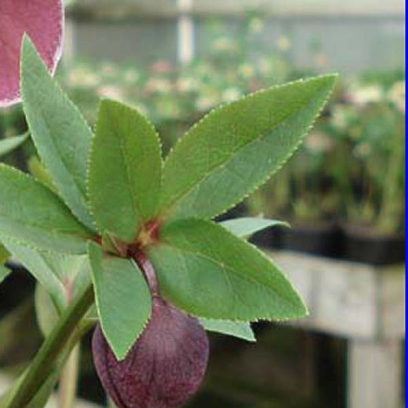 Hellébore orientale Aubergine liseré (Foliage)