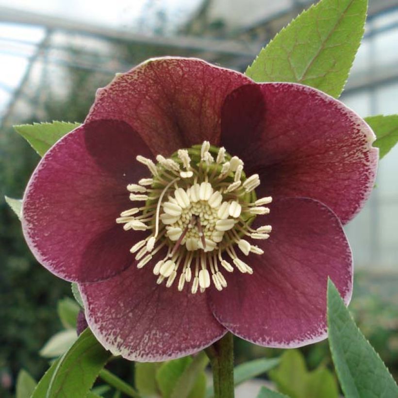 Hellébore orientale Aubergine liseré (Flowering)