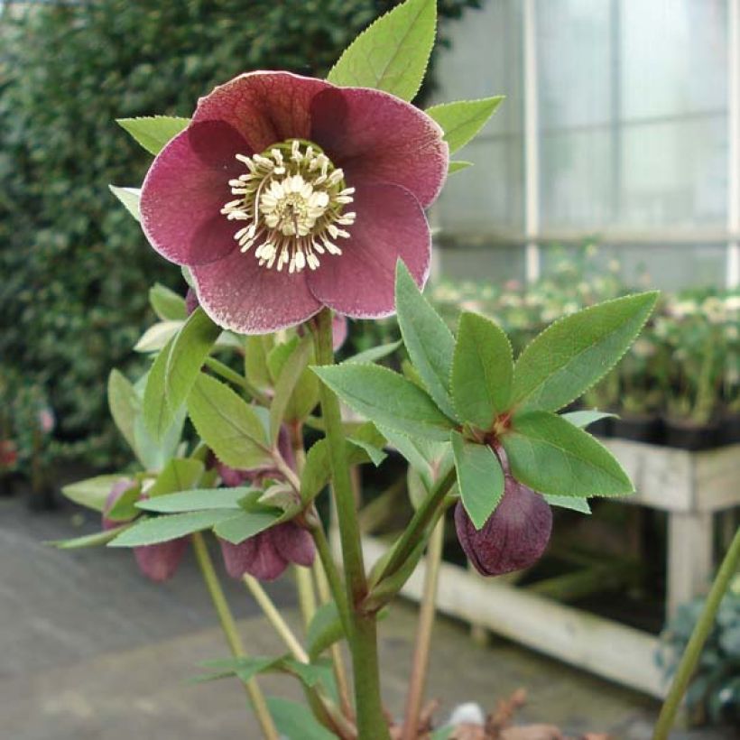 Hellébore orientale Aubergine liseré (Plant habit)