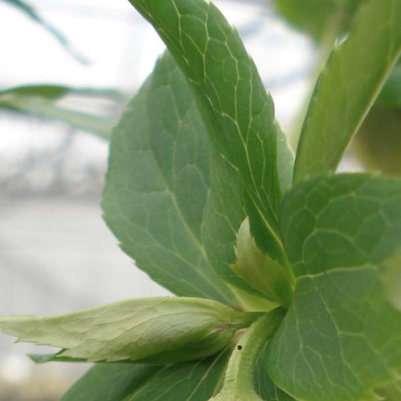 Hellébore orientale Jaune guttatus (Foliage)