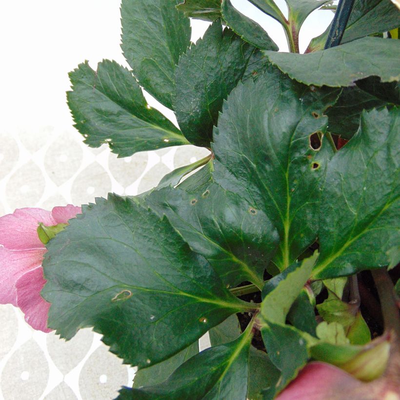 Hellebore Madame Lemonnier - Helleborus niger (x) orientalis (Foliage)