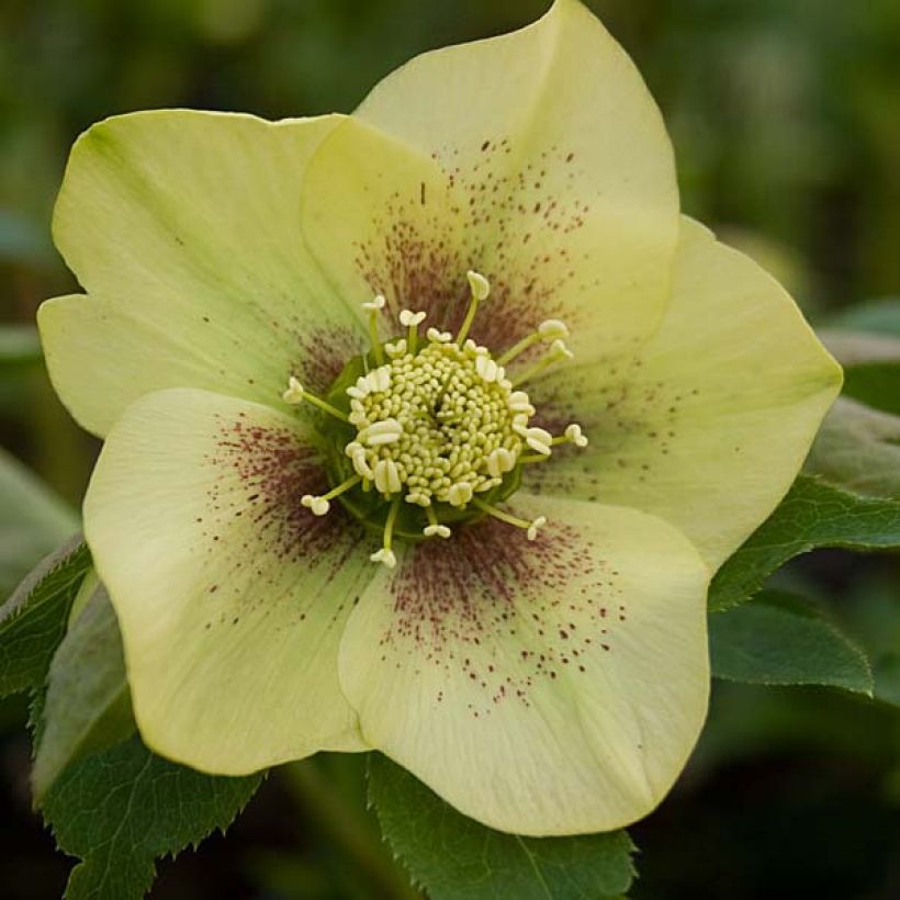 Hellébore orientale Jaune guttatus (Flowering)