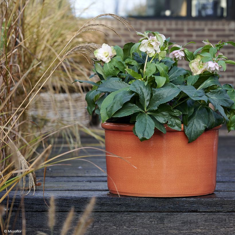 Hellébore orientale ViV Benedetta (Plant habit)