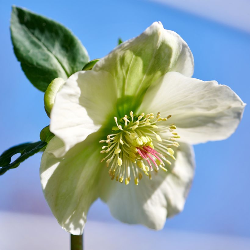 Hellébore oriental ViV Bianca (Flowering)