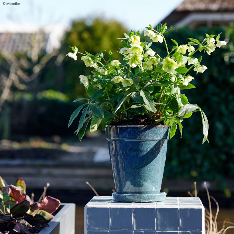 Hellébore orientale ViV Cinzia (Plant habit)