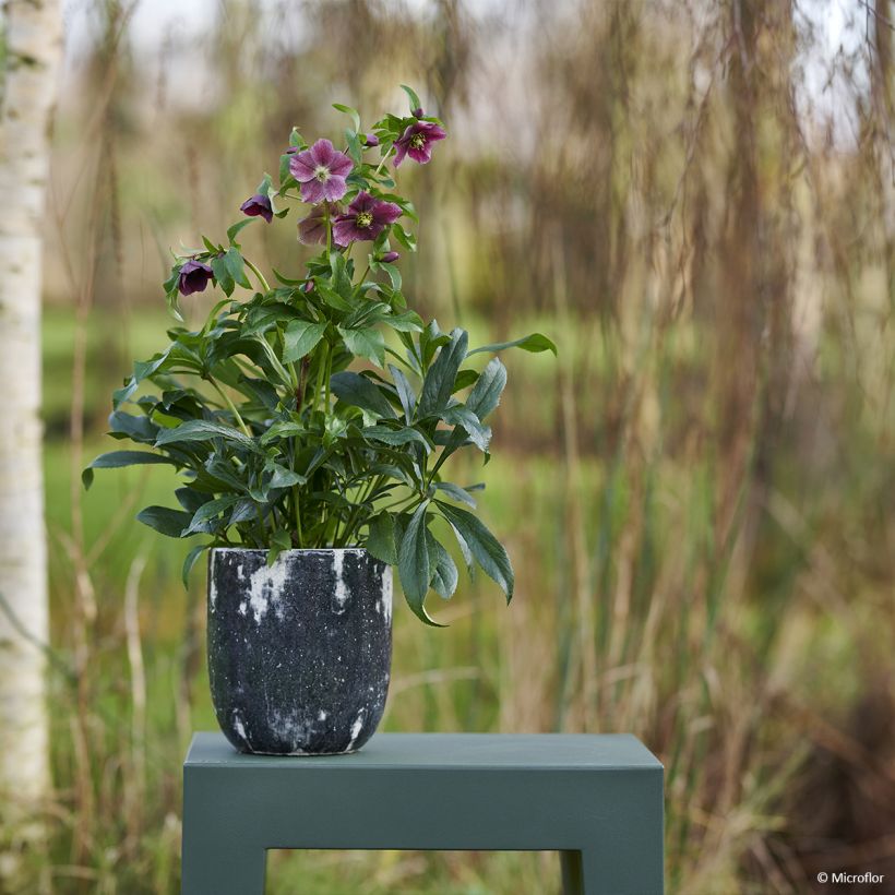 Hellébore orientale ViV Elsa (Plant habit)