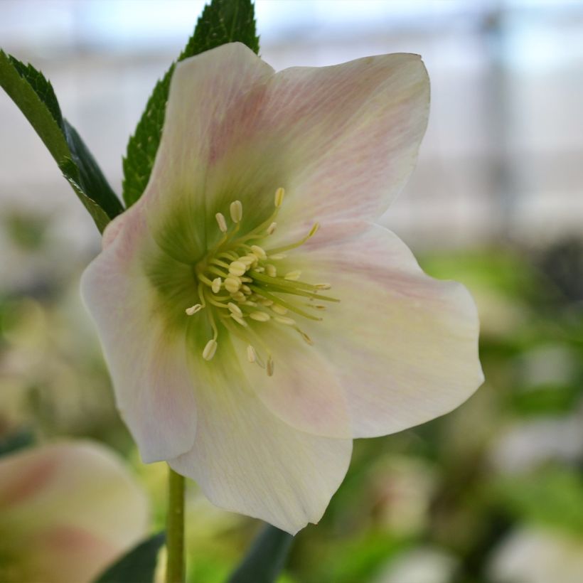 Hellébore orientale ViV Rosa (Flowering)