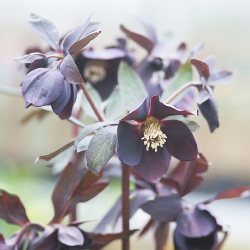 Hellébore orientale Black Chocolate (Flowering)