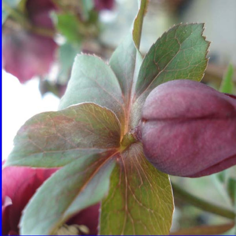Hellébore orientale Double Rouge (Foliage)