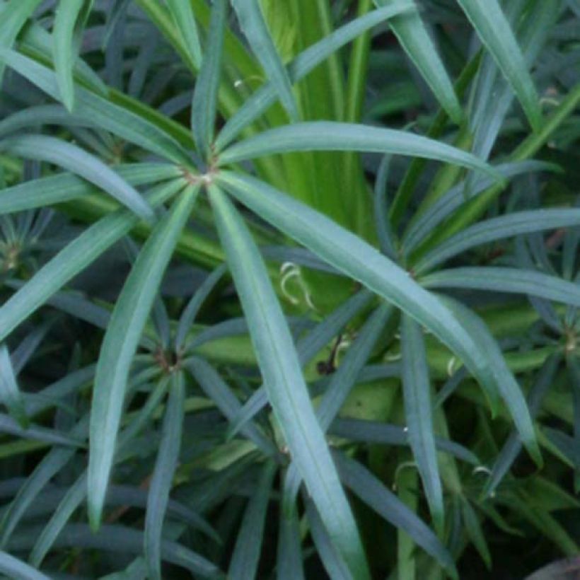 Hellébore foetidus - Hellébore fétide (Foliage)