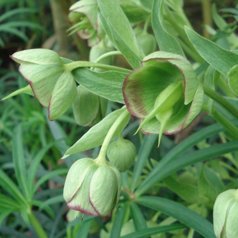 Hellébore foetidus - Hellébore fétide (Flowering)