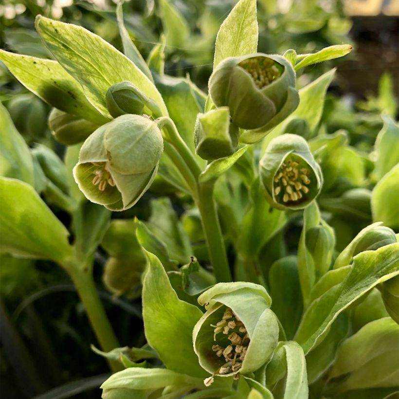 Hellébore foetidus Bowles Form (Flowering)