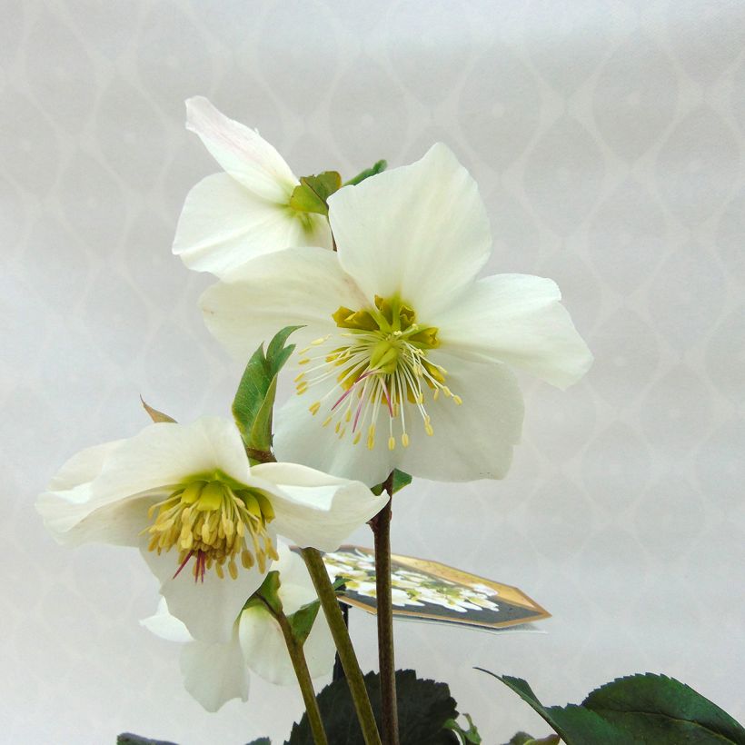 Hellébore hybride Paradenia (Flowering)