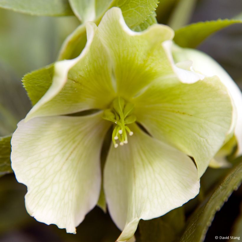 Hellébore hybridus Yellow Lady (Flowering)