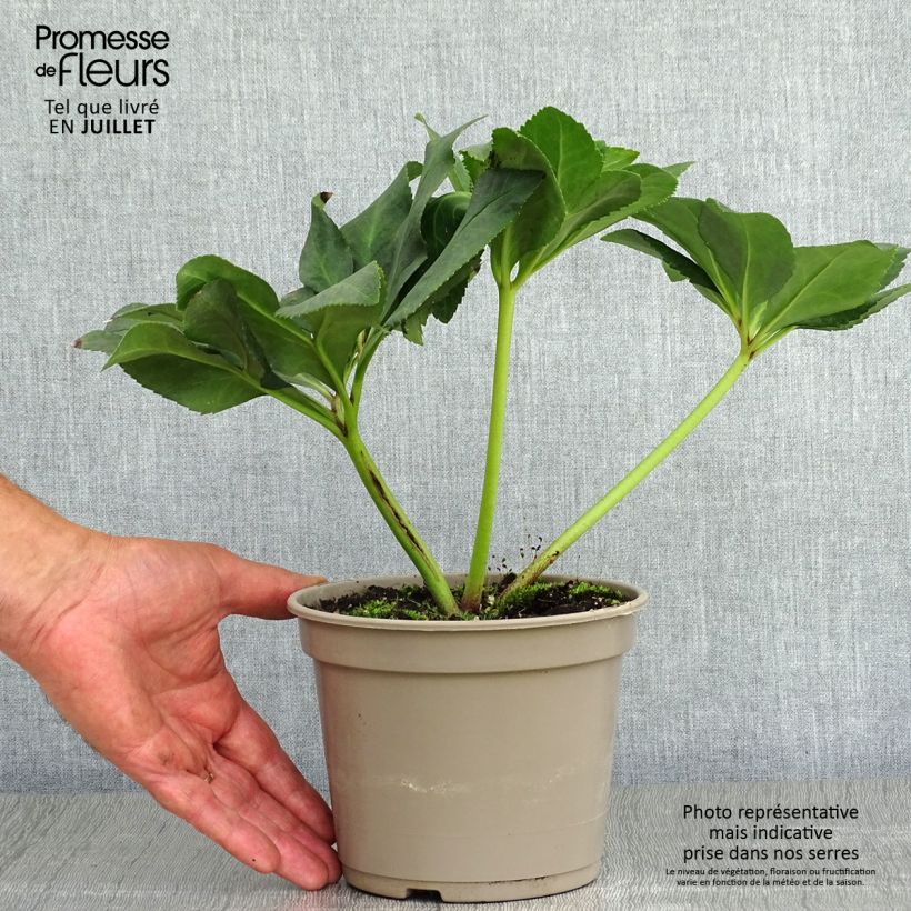 Example of Hellébore lemperii Leila Pot de 2L/3L as you get in ete