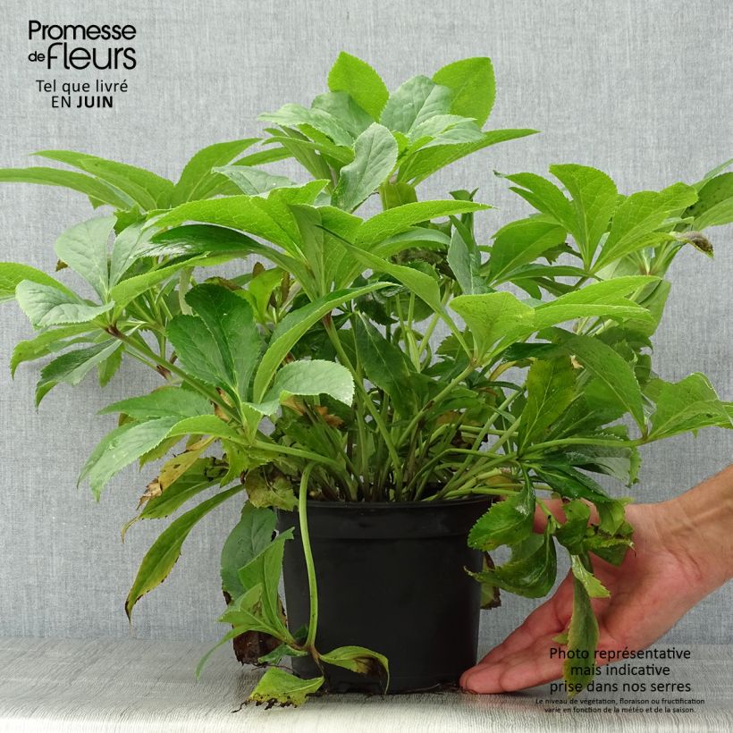 Example of Hellébore lemperii Lenia Pot de 2L/3L as you get in ete