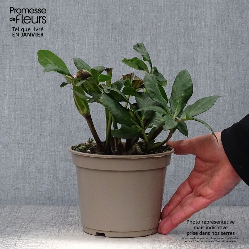 Example of Hellébore lemperii Leona Pot de 2L/3L as you get in hiver