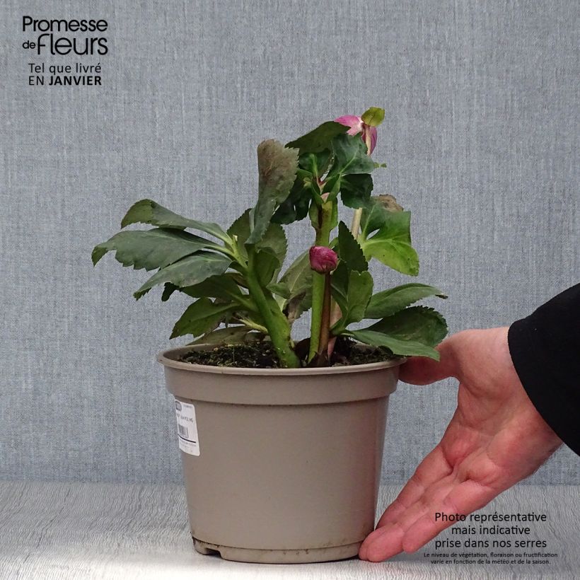 Example of Hellébore lemperii Liah Pot de 2L/3L as you get in hiver