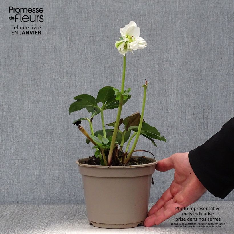 Example of Hellébore lemperii Lisann Pot de 2L/3L as you get in hiver