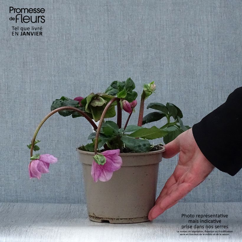 Example of Hellébore lemperii Lola Pot de 2L/3L as you get in hiver