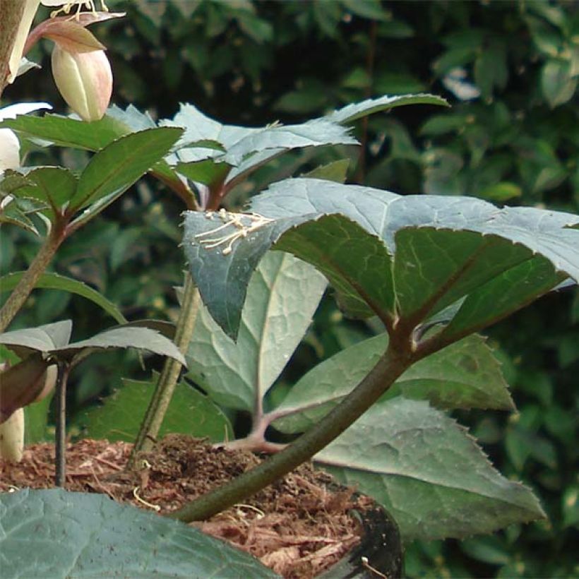 Hellébore nigercors Emma (Foliage)