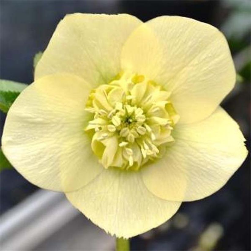 Hellébore orientale Anémone Jaune (Flowering)