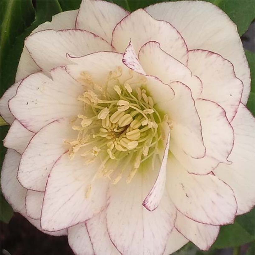 Hellébore orientale Double Blanc liseré rouge (Flowering)