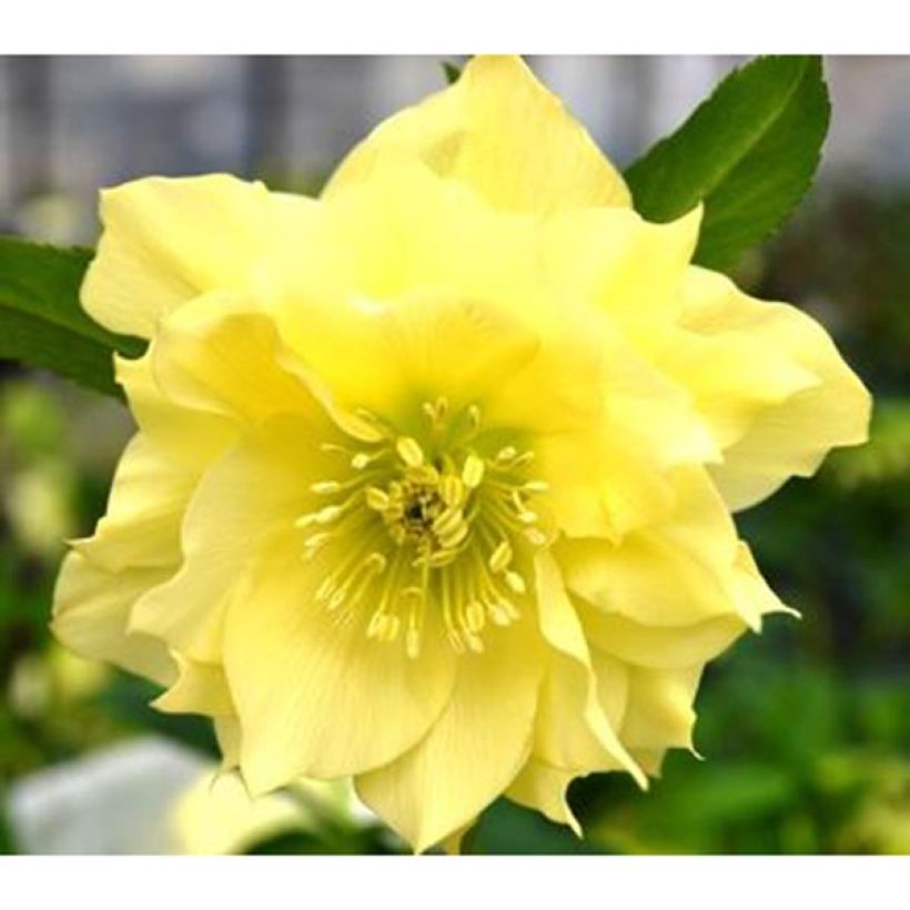 Hellébore orientale Double jaune primevère (Flowering)