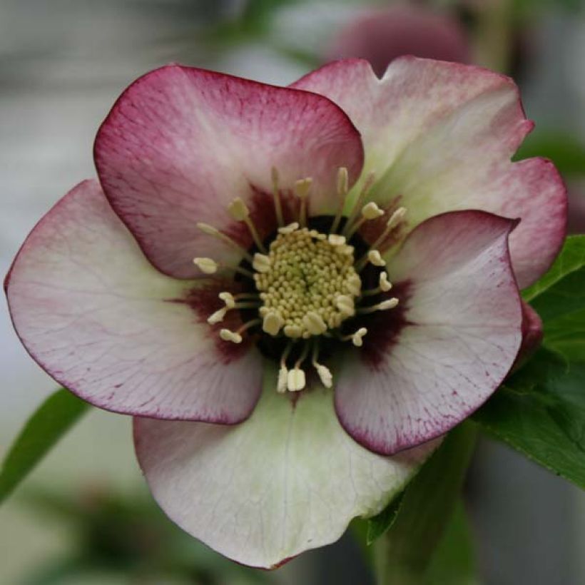 Hellébore orientale Picotee (Flowering)