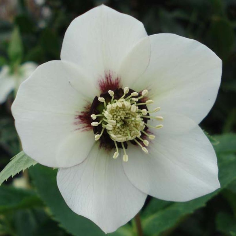 Hellébore orientale Blanc à centre rouge (Flowering)