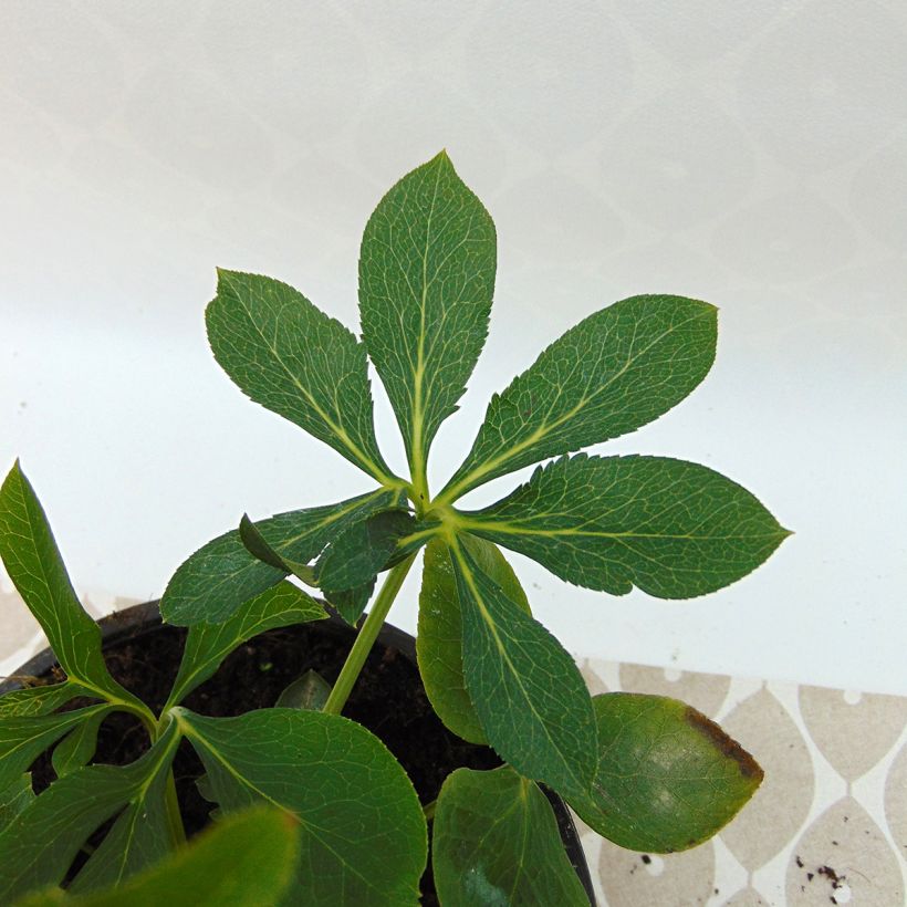 Hellébore orientale Abricot (Foliage)