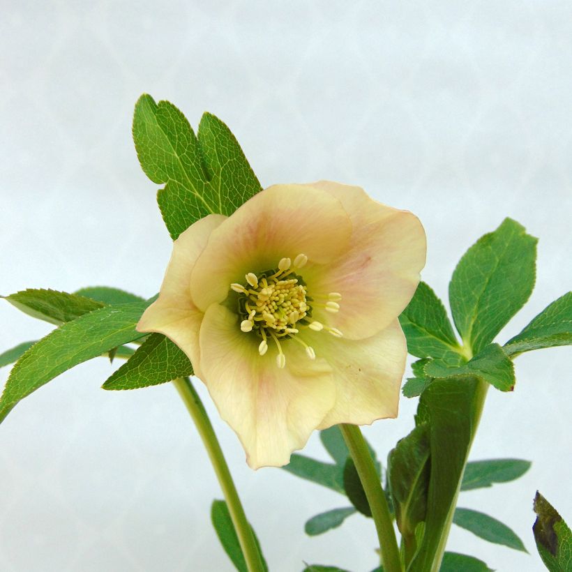 Hellébore orientale Abricot (Flowering)