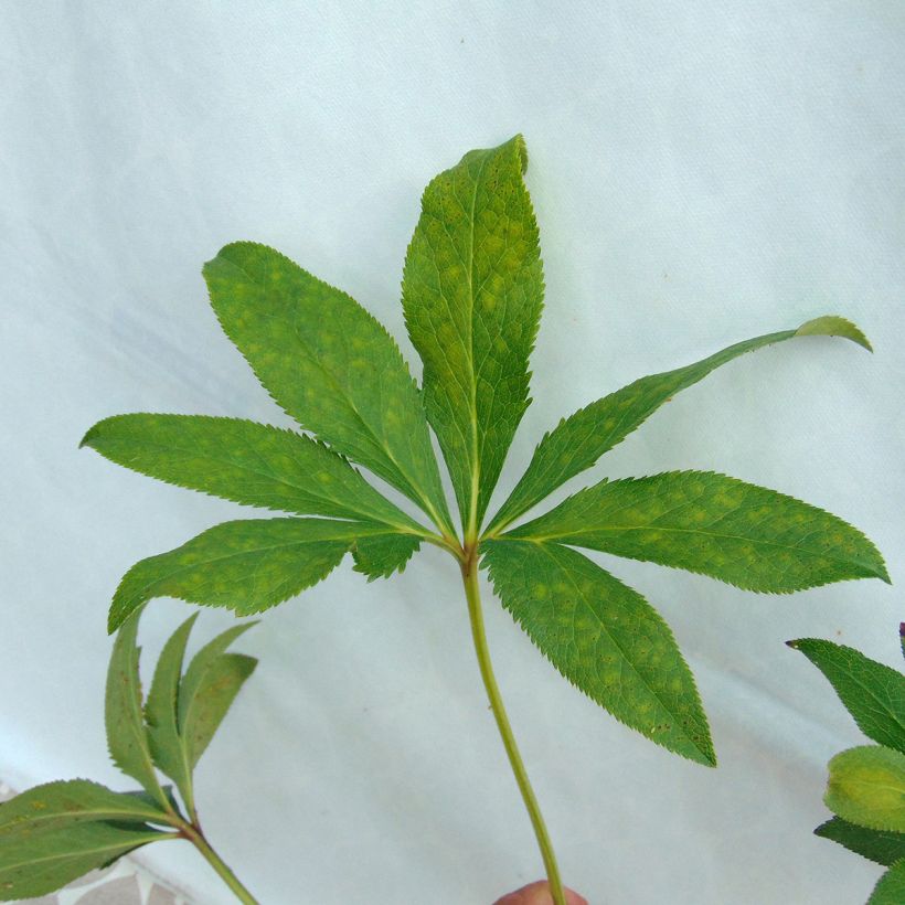 Hellébore orientale Anémone Abricot (Foliage)