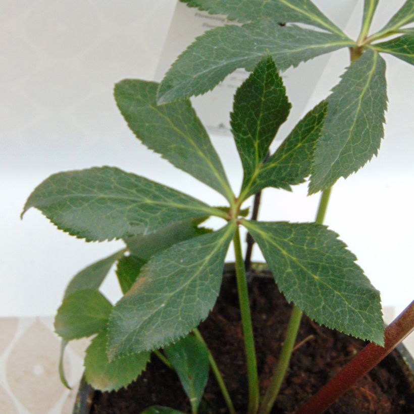 Hellébore orientale Anémone Blanc guttatus (Foliage)