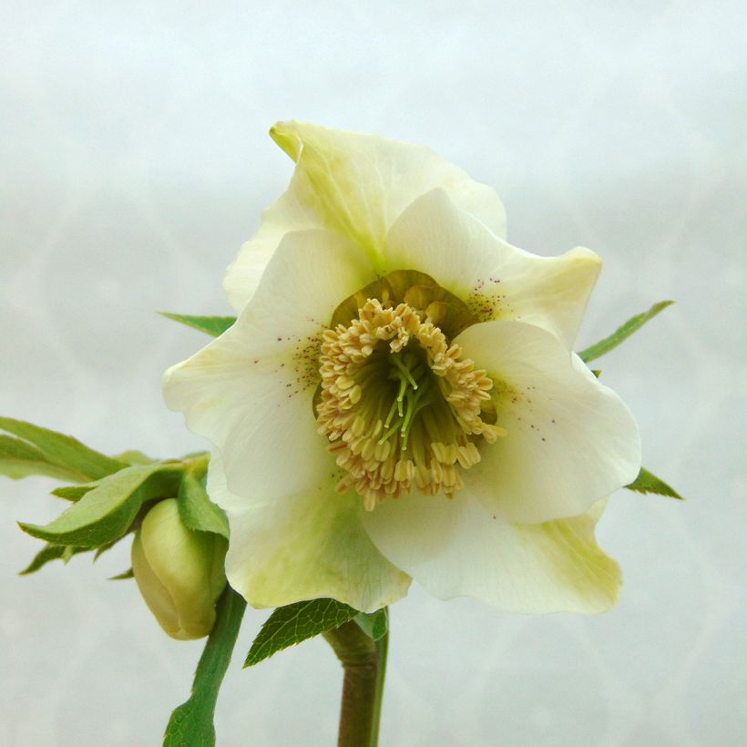 Hellébore orientale Anémone Blanc guttatus (Flowering)
