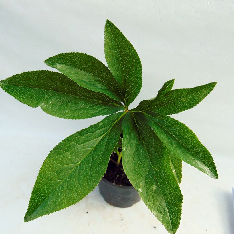 Hellébore orientale Anémone Noire (Foliage)