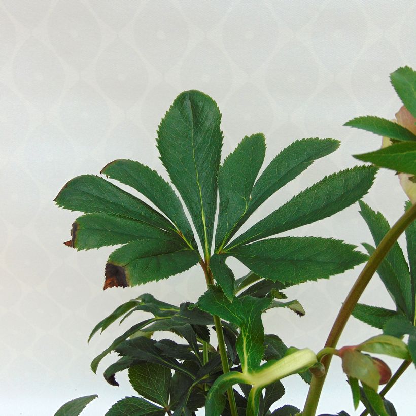 Hellébore orientale Anémone Rose (Foliage)