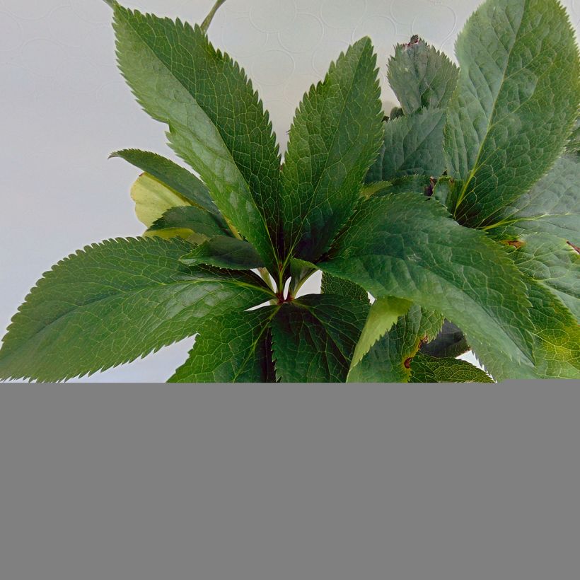 Hellébore orientale Anémone Verte (Foliage)