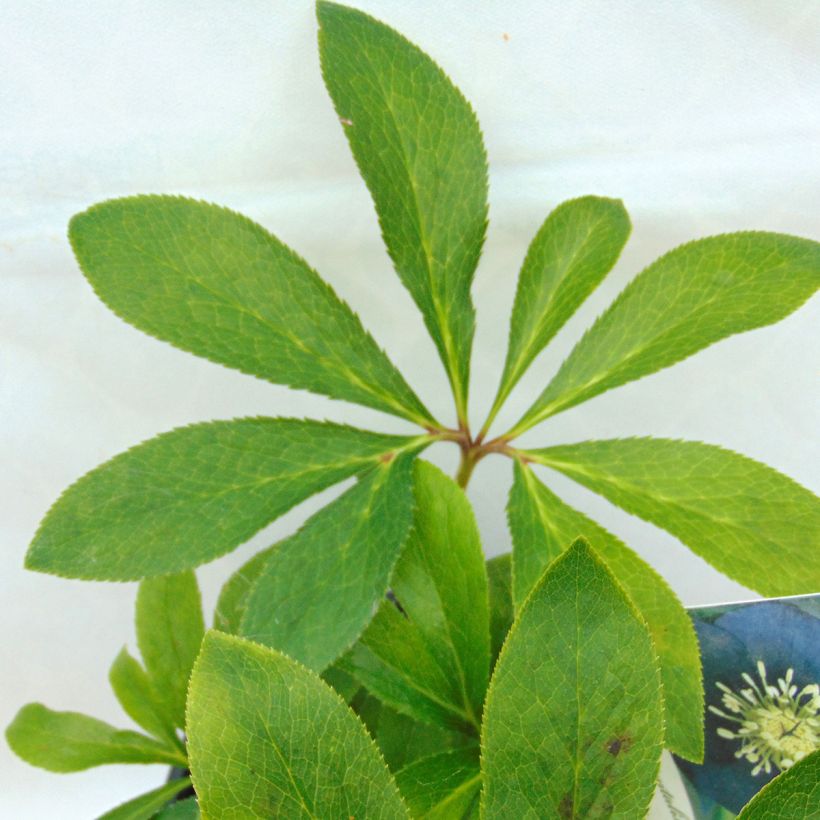 Hellébore orientale Black Chocolate (Foliage)