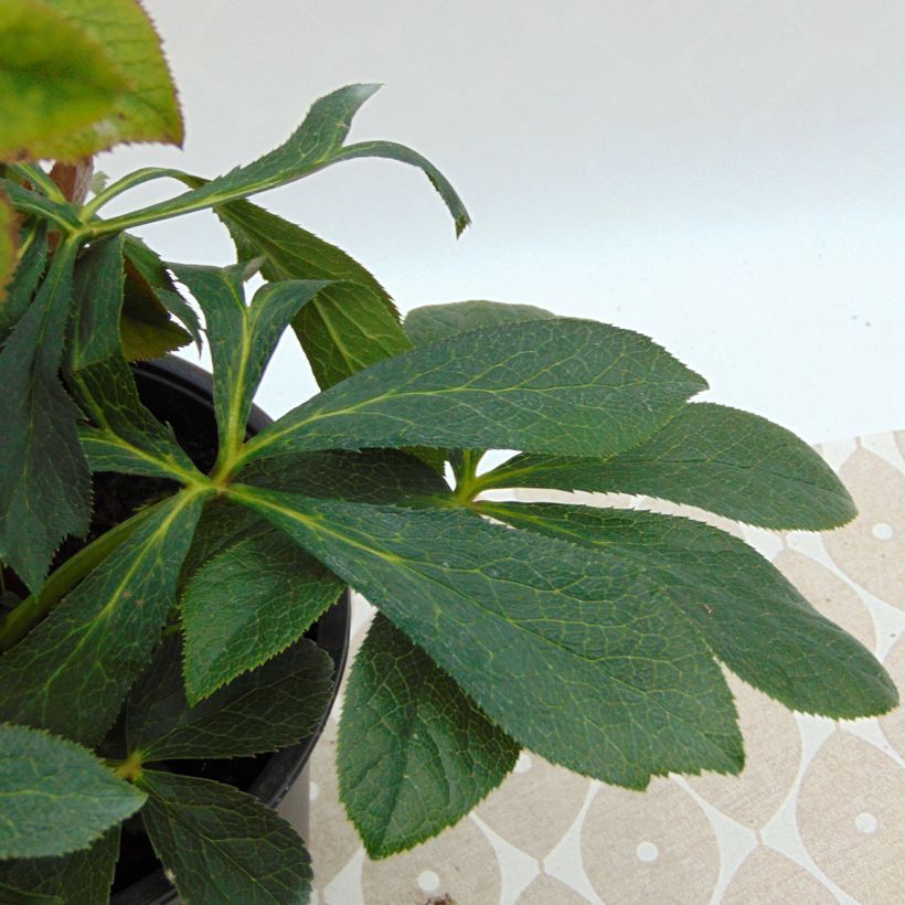Hellébore orientale Double Aubergine liseré Blanc (Foliage)