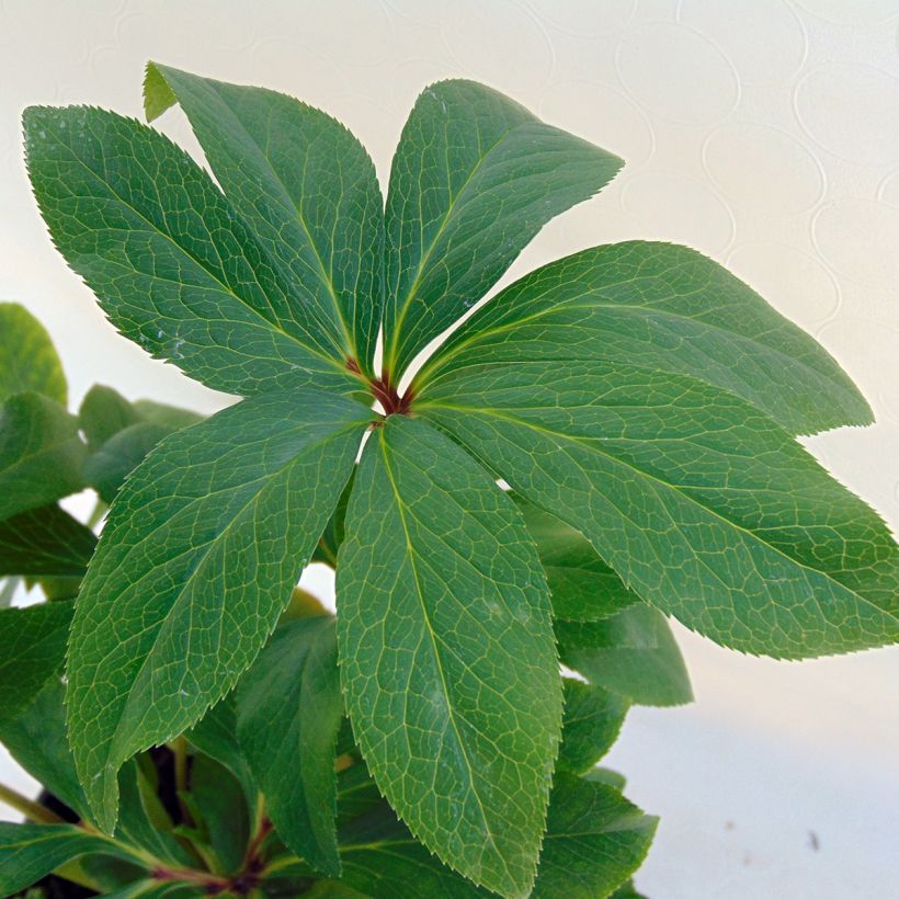 Hellébore orientale Double Verte guttatus (Foliage)