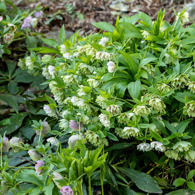 Hellébore orientale Double Verte guttatus (Plant habit)