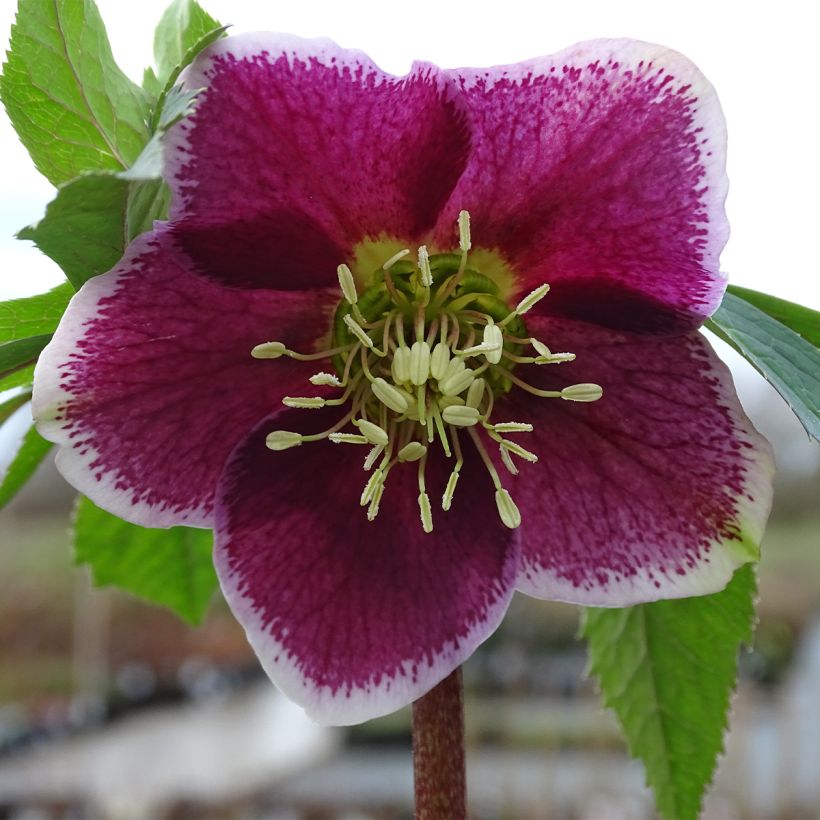 Hellébore orientale Magic Aubergine liseré (Flowering)