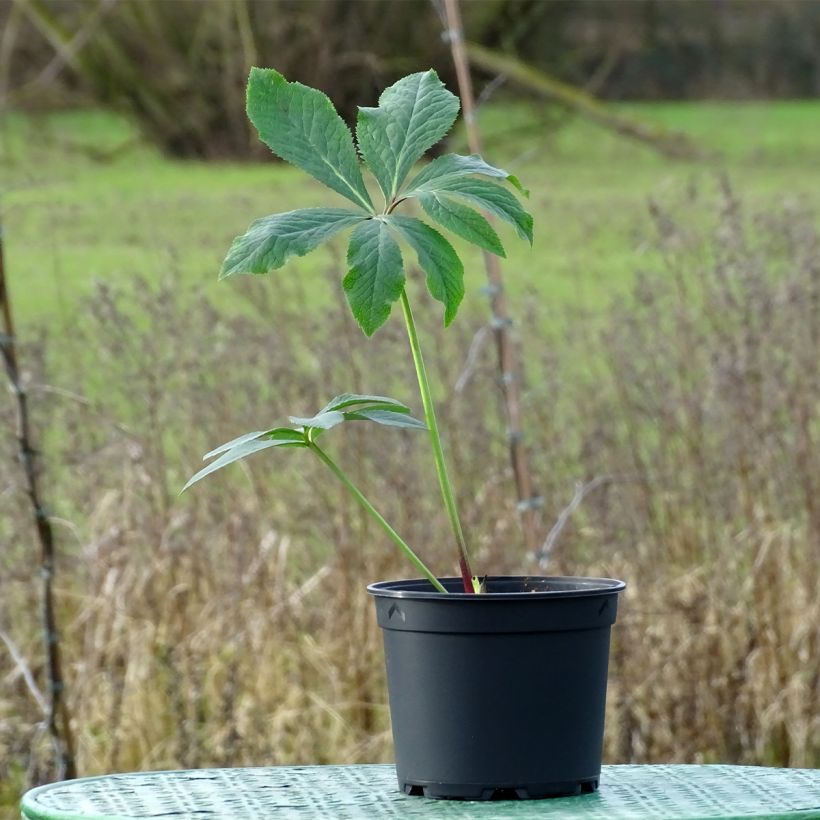 Hellébore orientale Magic Aubergine liseré (Plant habit)