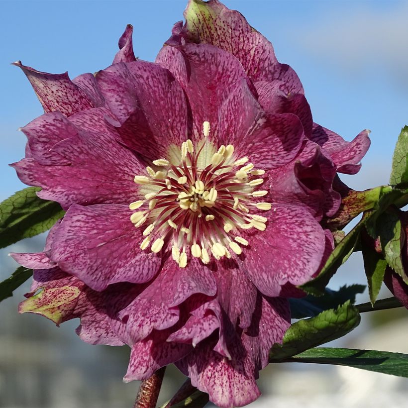 Hellébore orientale Magic Double Rouge (Flowering)