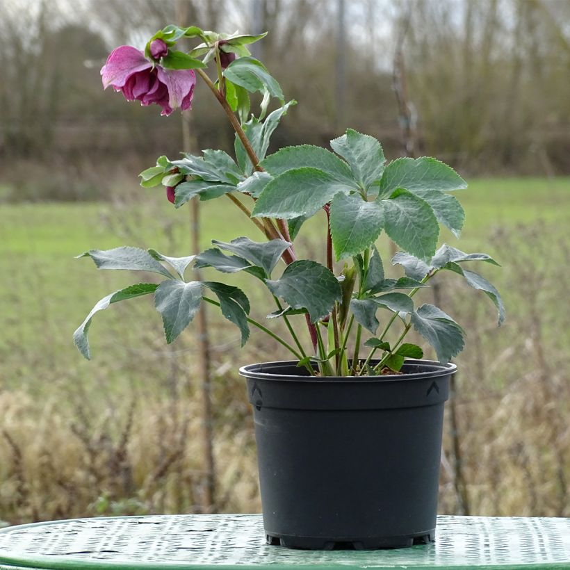Hellébore orientale Magic Double Rouge (Plant habit)