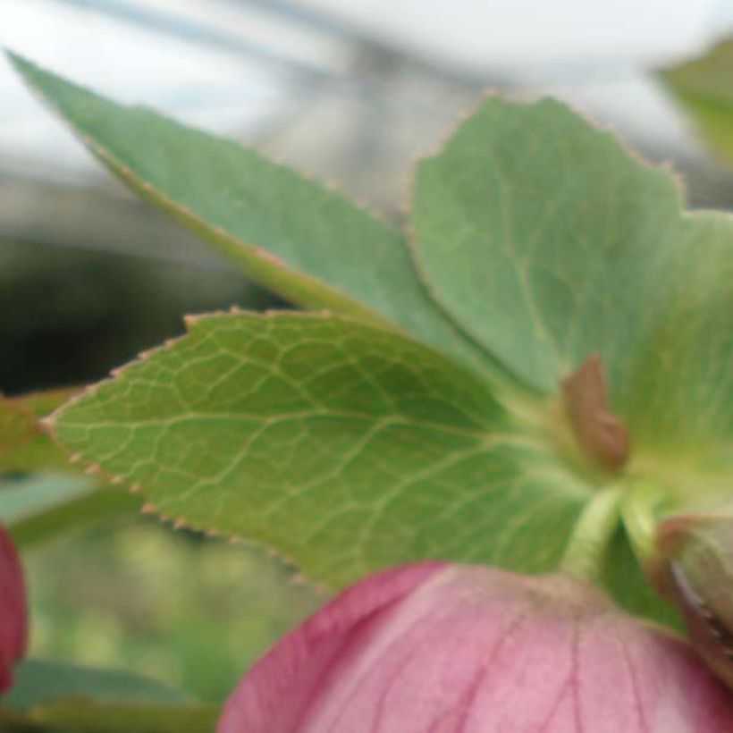Hellébore orientale Rose (Foliage)
