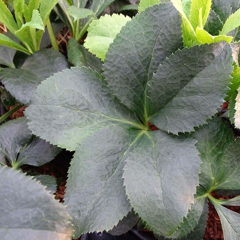Hellébore orientale Rouge (Foliage)