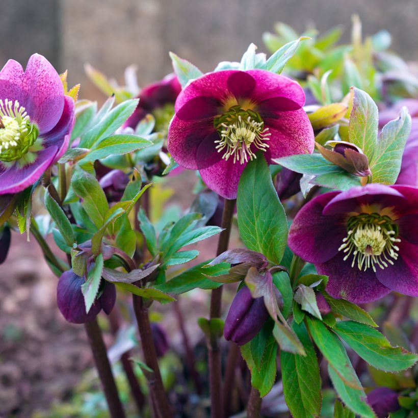 Hellébore orientale Rouge (Plant habit)